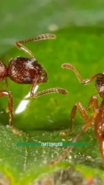 У муравьев есть питомцы #растения #сад #огород смотреть онлайн