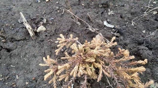 Обзор многолетников после зимы смотреть онлайн