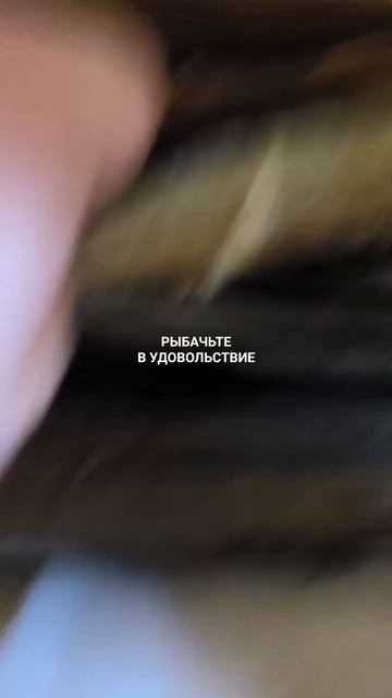 Мурманский вяленый ёрш отправляется в Астрахань.