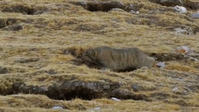 МАНУЛ – рідкісний, дикий гірський кіт, Степовий хижак! Палласів кіт! Найпухнастіший представник! смотреть онлайн