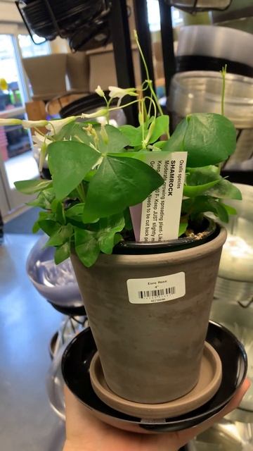 Supplies for our Shamrock plants and broaching naming смотреть онлайн