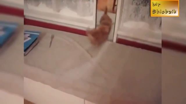 Смешные подборки кошек и собак смотреть онлайн