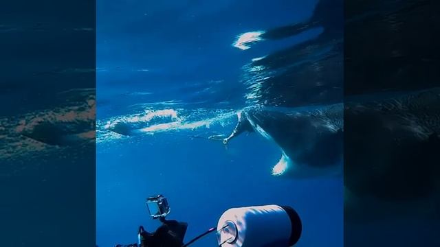 Big Giant Hungry Shark is trying to eat this Skeleton. смотреть онлайн
