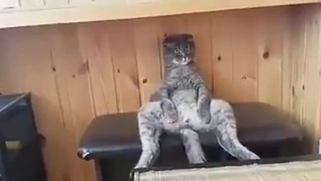Кот Степа смотреть онлайн