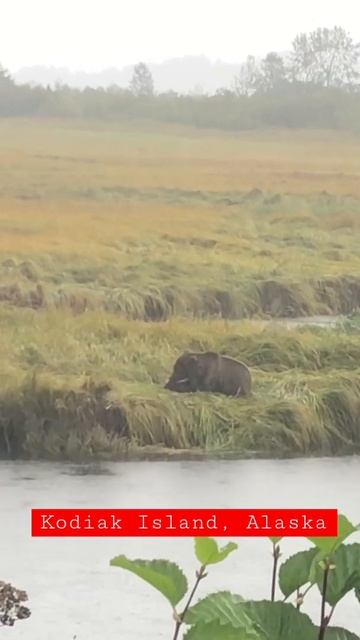 EXTRA: Kodiak Bear living the Kodiak Life #shorts смотреть онлайн