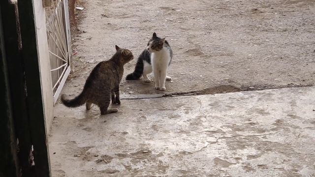 кошачьи бои смотреть онлайн
