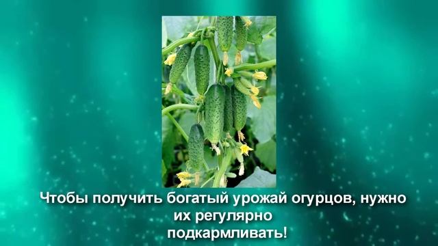 Этим летом у вас будет рекордный урожай ОГУРЦОВ 2017 смотреть онлайн