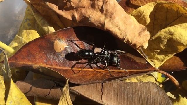 Dinoponera australis смотреть онлайн