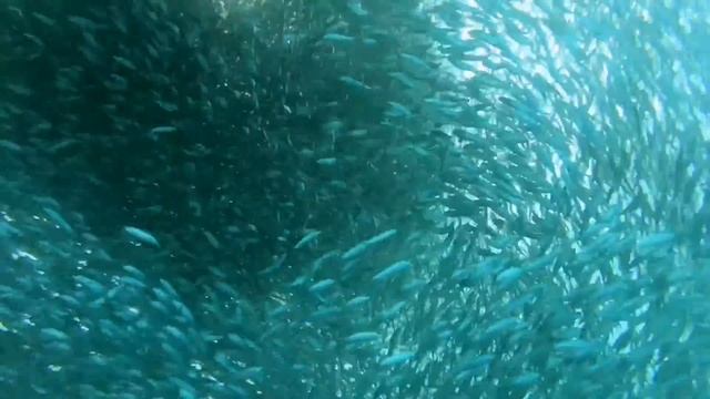 Sardine run смотреть онлайн