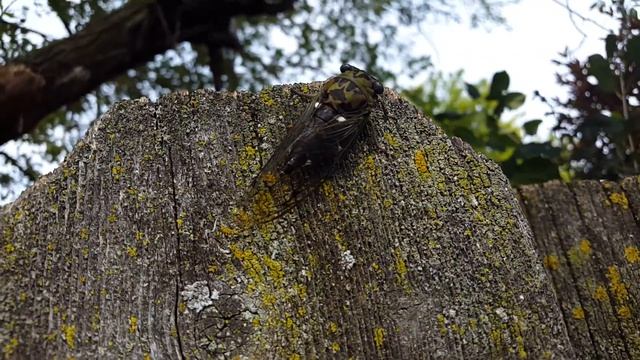 Loudest bug during summer смотреть онлайн