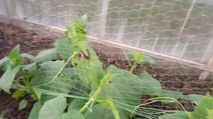 Подвязываем огурцы правильно на сетку !