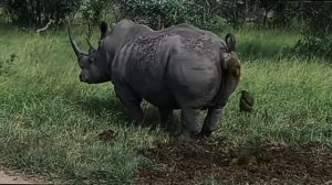 бегемот срëт под дапстеп