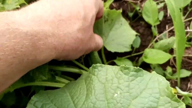 Уже есть огурчики в деревне, гряды заросли сорняками - рук не хватает пропалывать. смотреть онлайн
