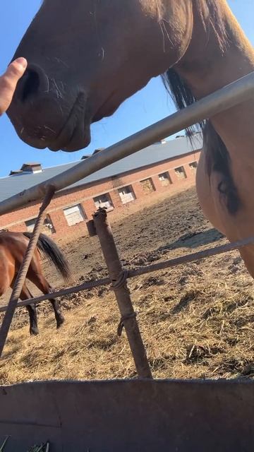 Первый раз в жизни погладил лошадь 😂☺️