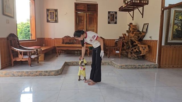 So funny cute! Monkey Su & Kuku secretly hid medicine stop mom because afraid dog pain смотреть онлайн