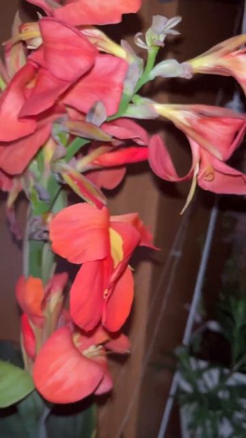 Канна Tropical #растения #цветы #канна