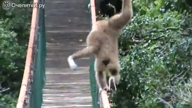 Гиббон на канатных перилах смотреть онлайн