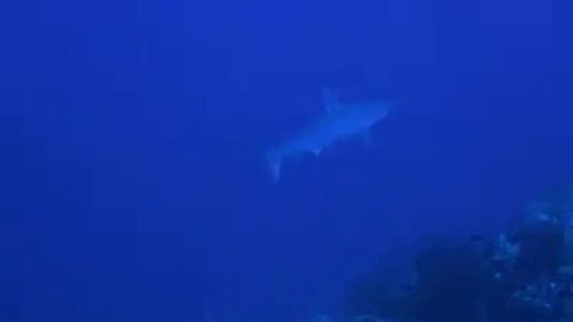 Hammerhead Shark Marsa Alam смотреть онлайн