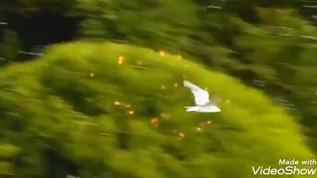 Птица в полете смотреть онлайн