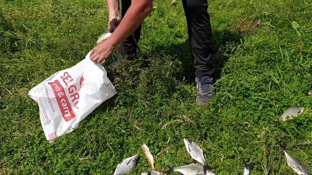 Итоги моей рыбалки в Олеле 16-17.06.2020 смотреть онлайн