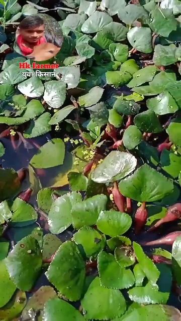 सिंघाड़ा फल की तोड़ई!Singhade Ki Kheti/Singhada Ki Harvesting #shots#videos