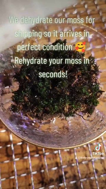 Rehydrating Moss for use in Terrariums смотреть онлайн