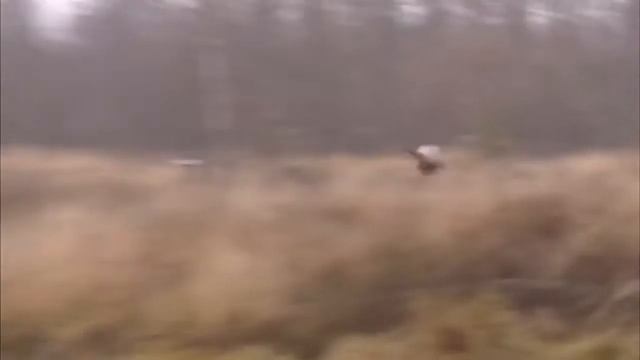 Коллективная охота на фазана смотреть онлайн