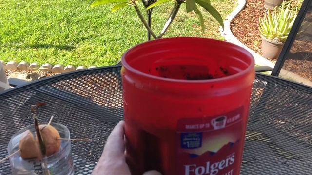 How to grow an Avocado tree from seed. With multi year examples to see смотреть онлайн