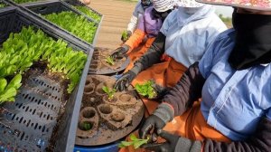 21.05.2024. Посадка салата Романо.