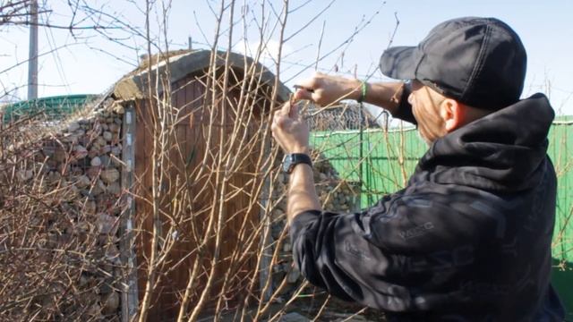 Прививка фундука продолжение смотреть онлайн