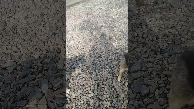 Лобанов - главный. смотреть онлайн