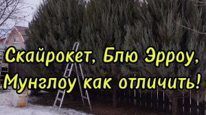 🌲Как отличить скальные можжевельники Скайрокет,Блю Эрроу, Мунглоу!🌲
