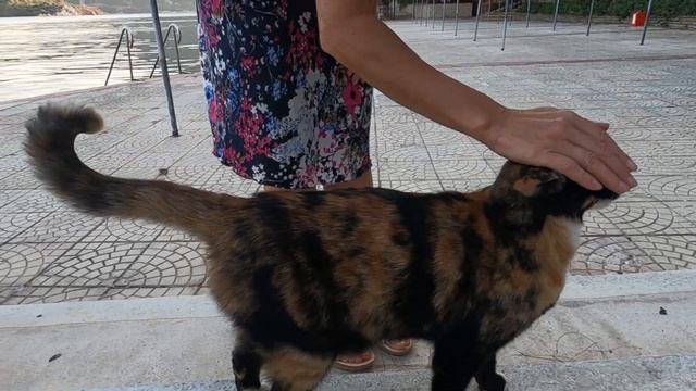 Nervous cat hissing and meowing loudly to other cat смотреть онлайн