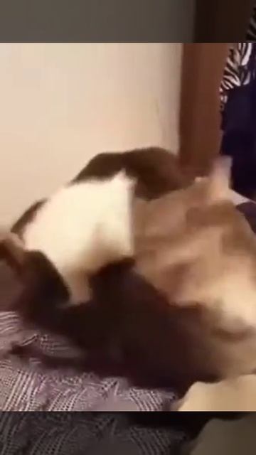 Просто кот укусил попку 😂 смотреть онлайн