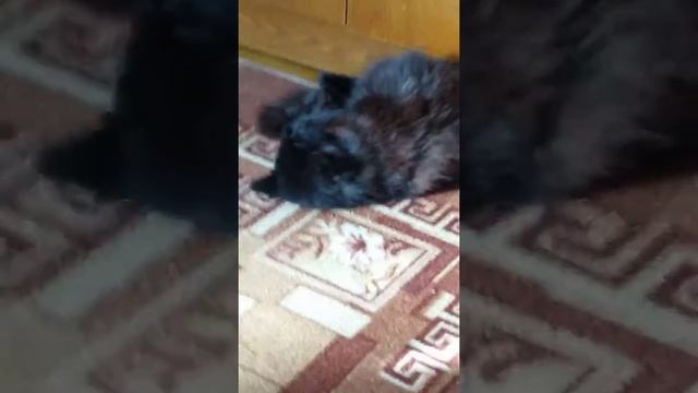 Кошка любит играть сама с собой смотреть онлайн