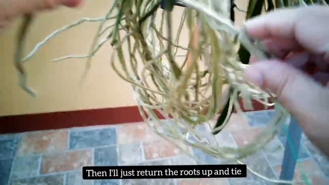 What To Do With Long Vanda Orchid Roots | Updates Vanda After Bloom Care