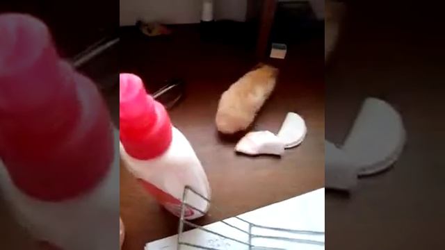 Бедный хомячок:((( смотреть онлайн