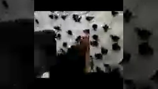 Свікруха годує голубів смотреть онлайн