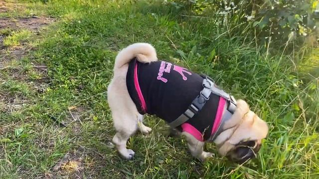 Красивые места, лето 2024.Мопс Хонда гуляет. смотреть онлайн