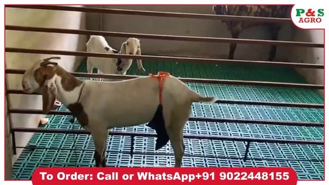 Best PVC Pallet for Goat Farm. Long Lasting product by P&S. @Raeesfun19 смотреть онлайн