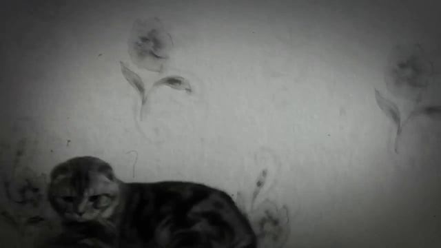 Моё первое видео! Приключения моего ЛЕНИВОГО кота!#1 смотреть онлайн