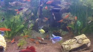 Гуппи, меченосцы и тернеции в одном аквариуме.