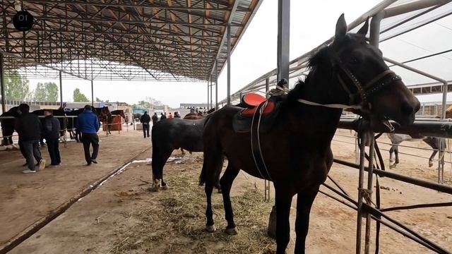 ШУРО ОТ БОЗОР! КОННЫЙ РЫНОК! БОЗОРИ АСП! HORSE MARKET! смотреть онлайн