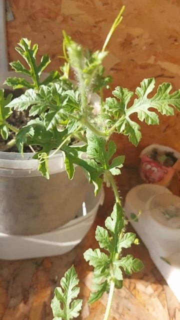 арбузы на балконе 😂