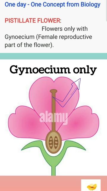 PISTILLATE FLOWER (One Day - One Concept From Biology)