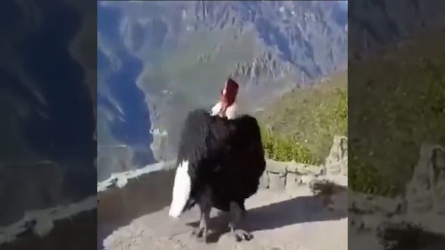 Cóndor bailando "esta democracia ya no es democracia" смотреть онлайн