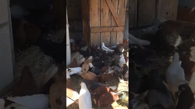 голуби.Геннадия.с.Каширское.Воронежской.обл. смотреть онлайн