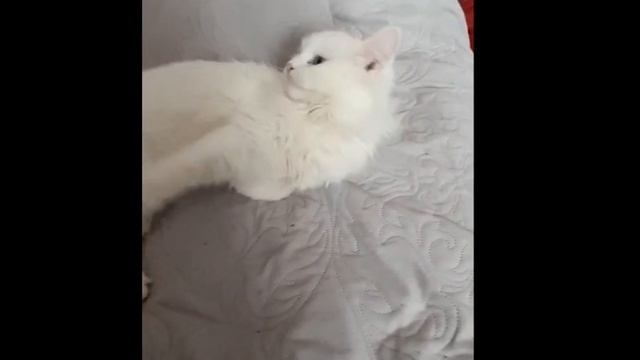 первая озвучка #мята #фурия #смешныекоты #анукадавайка #взаимнаяподписка #смешныекоты #кошки смотреть онлайн