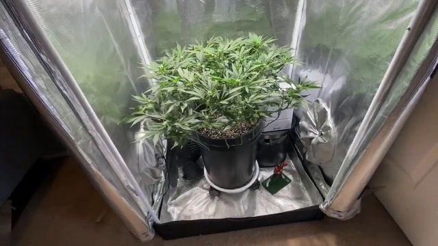 2x2.5 Grow Tent and Garden Update. (Ft. Sam’s Crack) смотреть онлайн