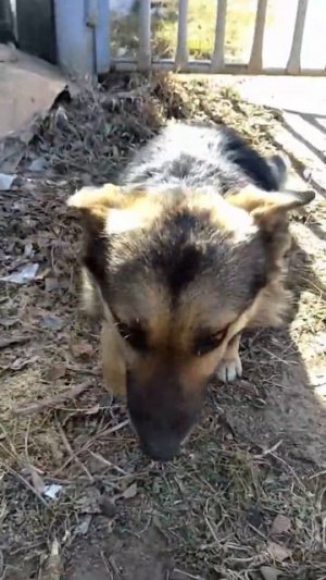 Марни привела Собачку! Stardew Дача №2